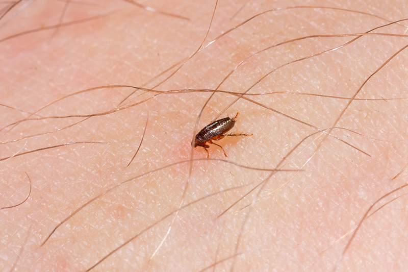 Flea Pest Control in Birmingham West Midlands